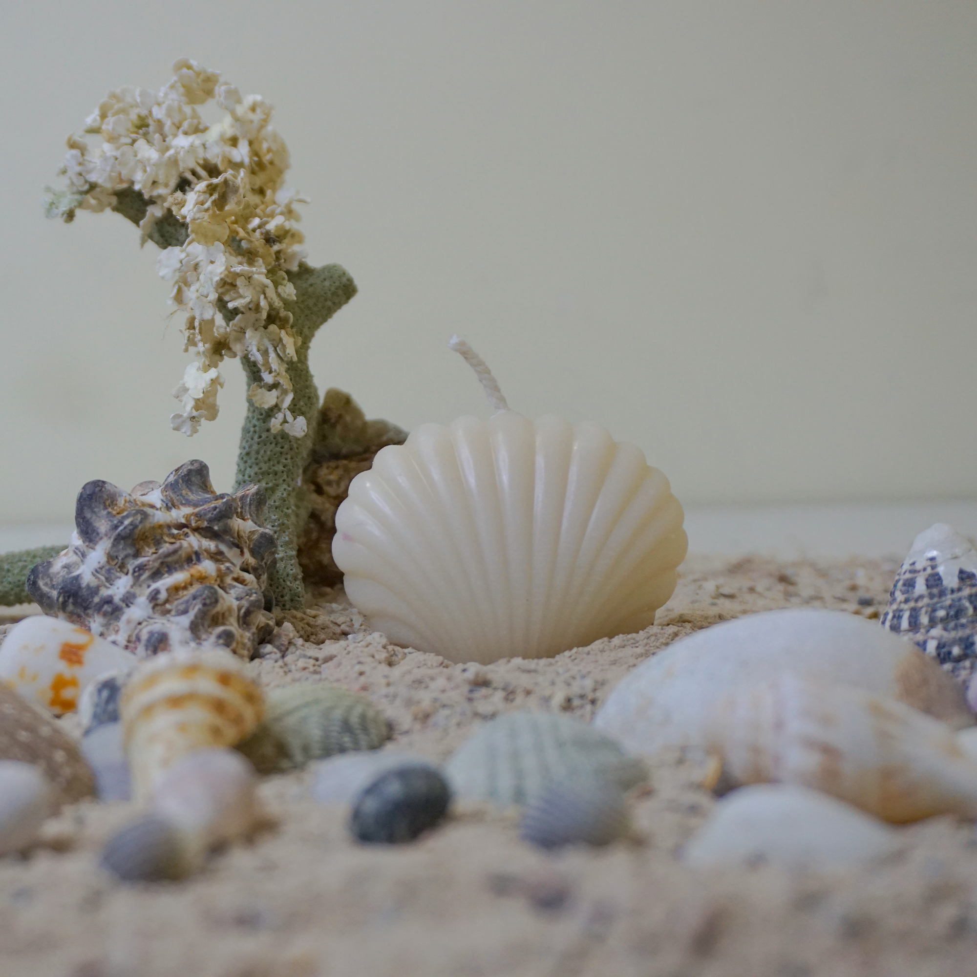Scented Sea Shell Candle